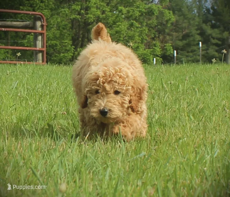 Sawyer – Miniature Goldendoodle puppy for sale in Stuarts Draft, VA