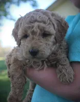 Sawyer, a male Goldendoodle for sale in Stuarts Draft, VA – Photo 3 of 4