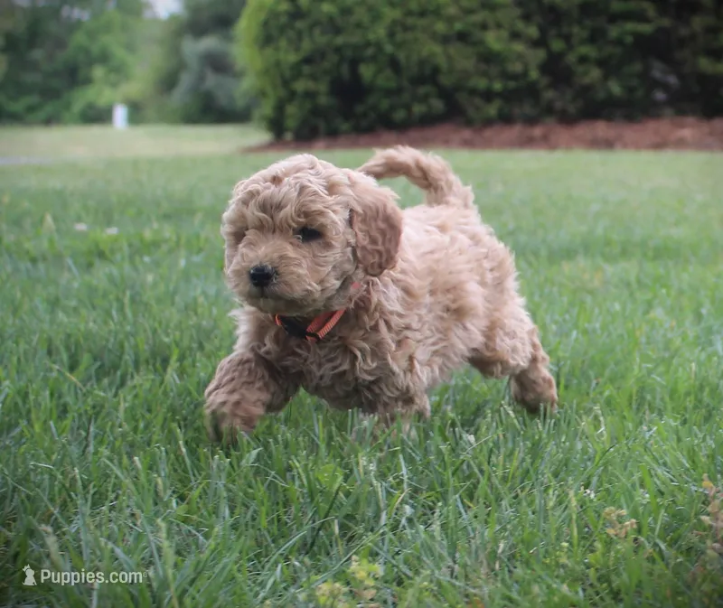 Sawyer – Miniature Goldendoodle puppy for sale in Stuarts Draft, VA