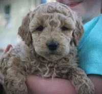 Sawyer, a male Goldendoodle for sale in Stuarts Draft, VA – Photo 4 of 4