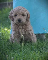 Sawyer, a male Goldendoodle for sale in Stuarts Draft, VA – Photo 2 of 4