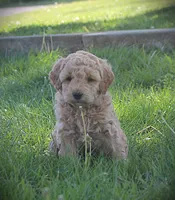 Sawyer, a male Goldendoodle for sale in Stuarts Draft, VA – Photo 1 of 4