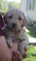 Daisy, a female Goldendoodle for sale in Stuarts Draft, VA – Photo 3 of 3
