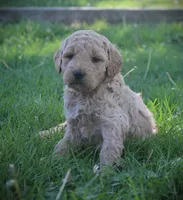 Daisy, a female Goldendoodle for sale in Stuarts Draft, VA – Photo 2 of 3