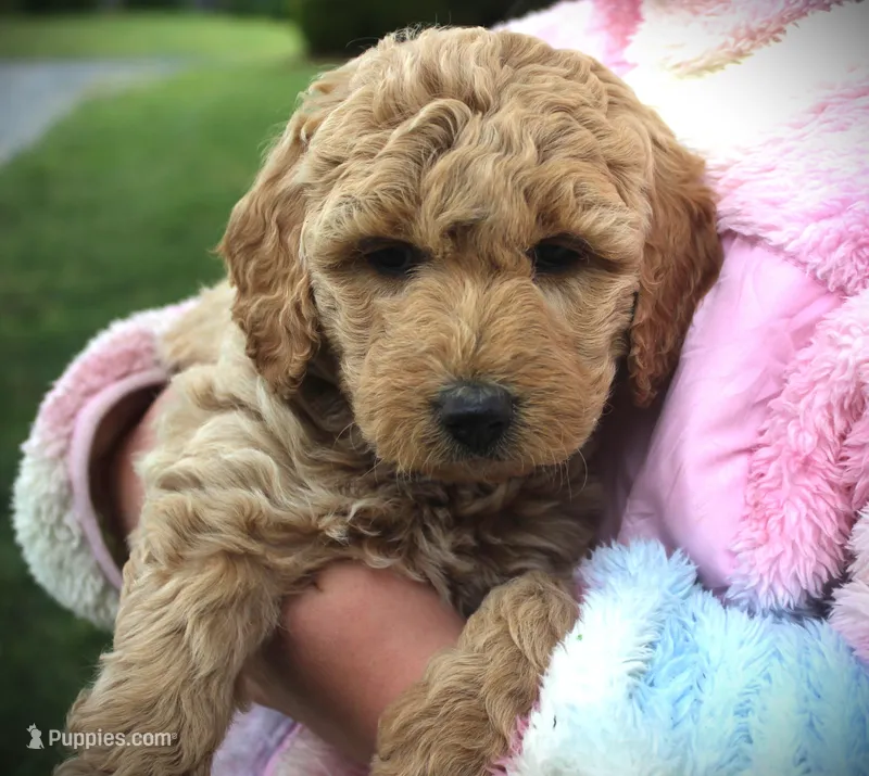 Daisy – Miniature Goldendoodle puppy for sale in Stuarts Draft, VA