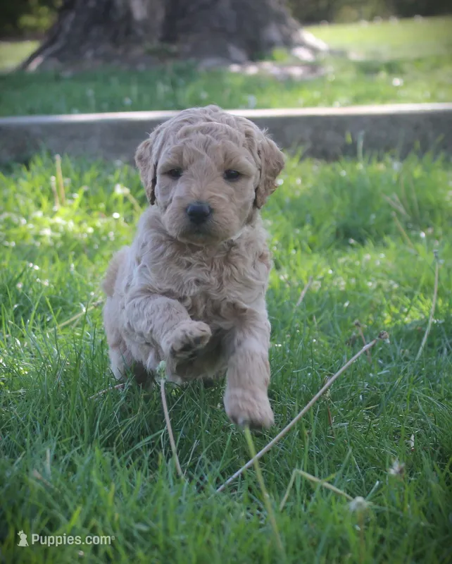 Daisy – Goldendoodle puppy for sale in Stuarts Draft, VA