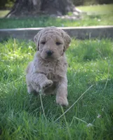 Daisy, a female Goldendoodle for sale in Stuarts Draft, VA – Photo 1 of 3