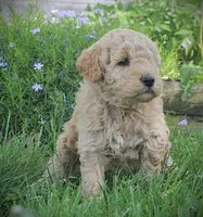 Teddy, a male Goldendoodle for sale in Stuarts Draft, VA – Photo 2 of 4