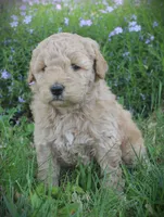 Teddy, a male Goldendoodle for sale in Stuarts Draft, VA – Photo 3 of 4