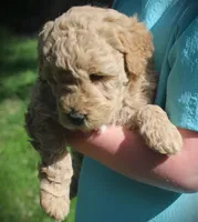 Teddy, a male Goldendoodle for sale in Stuarts Draft, VA – Photo 4 of 4