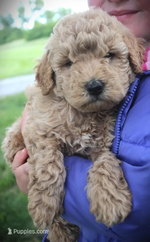Teddy – Miniature Goldendoodle puppy for sale in Stuarts Draft, VA