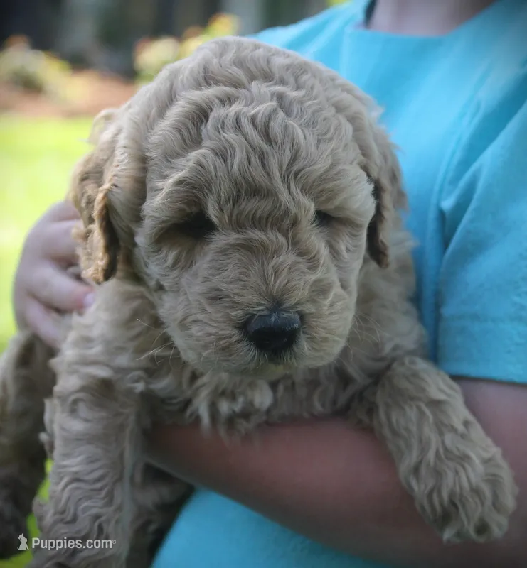 Teddy – Goldendoodle puppy for sale in Stuarts Draft, VA