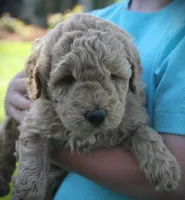 Teddy, a male Goldendoodle for sale in Stuarts Draft, VA – Photo 1 of 4