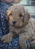 Bud, a female Goldendoodle for sale in Stuarts Draft, VA – Photo 4 of 4