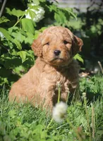 Bud, a female Goldendoodle for sale in Stuarts Draft, VA – Photo 2 of 4