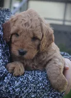 Bud, a female Goldendoodle for sale in Stuarts Draft, VA – Photo 3 of 4