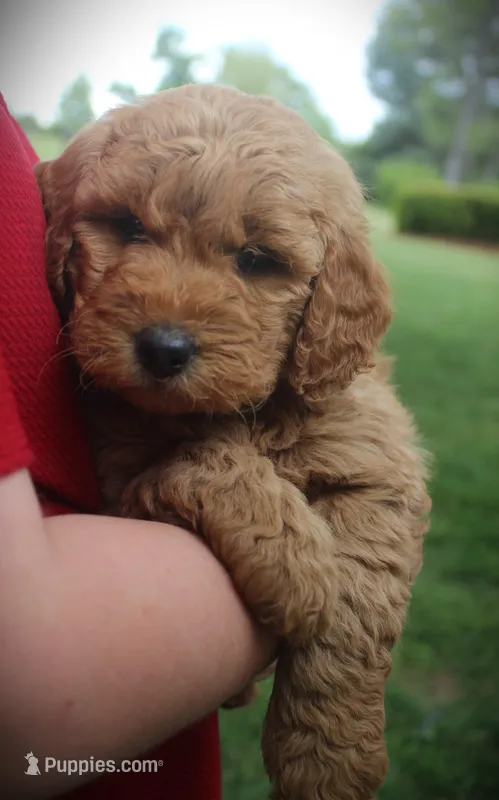 Bud – Miniature Goldendoodle puppy for sale in Stuarts Draft, VA