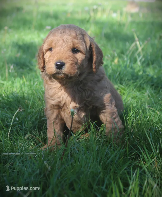 Bud – Goldendoodle puppy for sale in Stuarts Draft, VA
