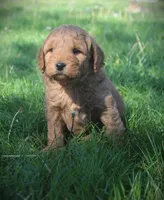Bud, a female Goldendoodle for sale in Stuarts Draft, VA – Photo 1 of 4