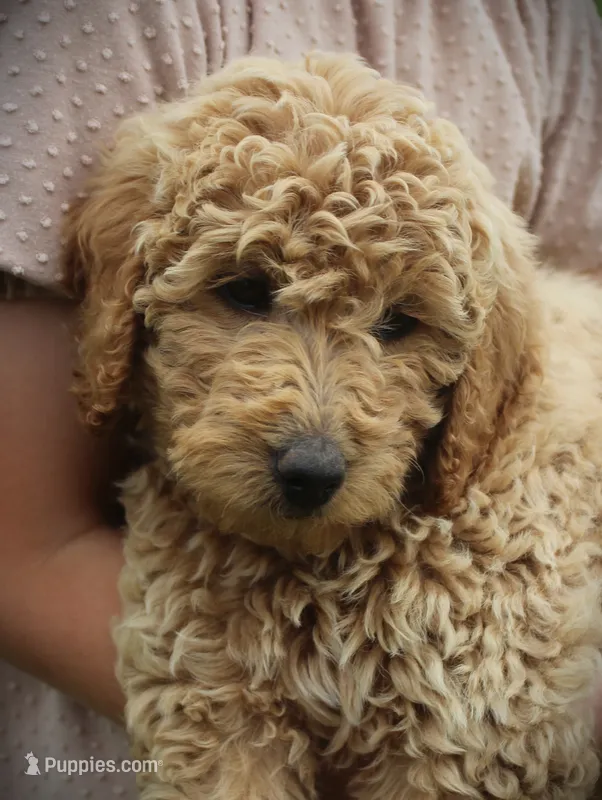 Daisy – Miniature Goldendoodle puppy for sale in Stuarts Draft, VA