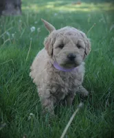 Ivy, a female Goldendoodle for sale in Stuarts Draft, VA – Photo 5 of 5