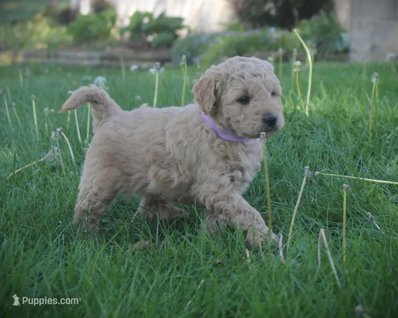 Ivy – Goldendoodle puppy for sale in Stuarts Draft, VA