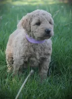 Ivy, a female Goldendoodle for sale in Stuarts Draft, VA – Photo 2 of 5