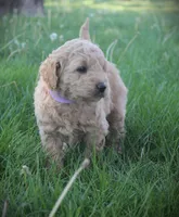 Ivy, a female Goldendoodle for sale in Stuarts Draft, VA – Photo 3 of 5