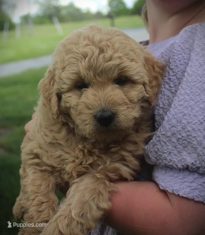 Ivy – Miniature Goldendoodle puppy for sale in Stuarts Draft, VA