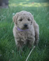 Ivy, a female Goldendoodle for sale in Stuarts Draft, VA – Photo 4 of 5
