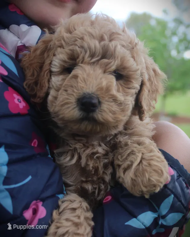 Rose – Miniature Goldendoodle puppy for sale in Stuarts Draft, VA