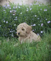 Rose, a female Goldendoodle for sale in Stuarts Draft, VA – Photo 3 of 3