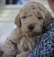 Rose, a female Goldendoodle for sale in Stuarts Draft, VA – Photo 2 of 3