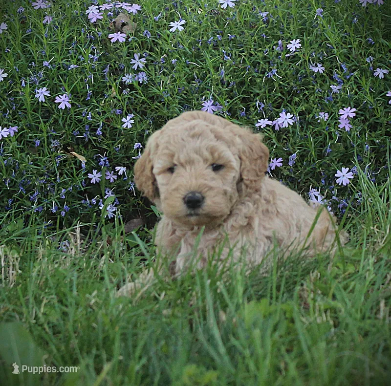 Rose – Goldendoodle puppy for sale in Stuarts Draft, VA
