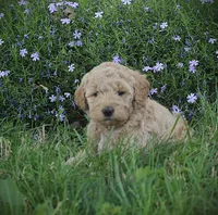 Rose, a female Goldendoodle for sale in Stuarts Draft, VA – Photo 1 of 3