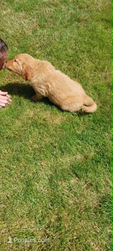 Ace – Golden Retriever puppy for sale in Arlington, WA