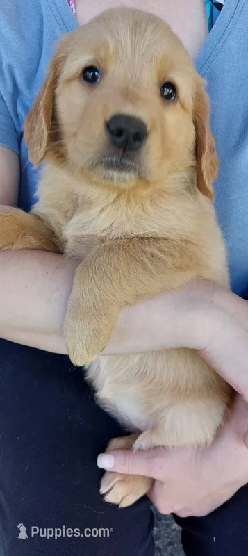 Cookie – Golden Retriever puppy for sale in Arlington, WA