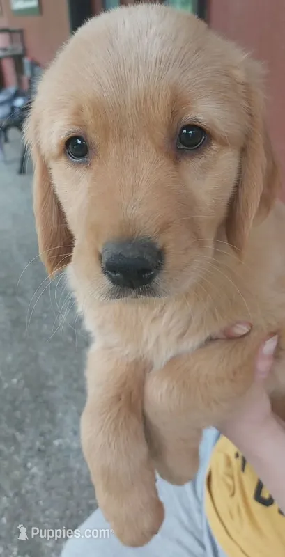 Candie – Golden Retriever puppy on hold in Arlington, WA