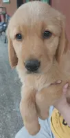 Candie, a female Golden Retriever for sale in Arlington, WA – 1 of 3