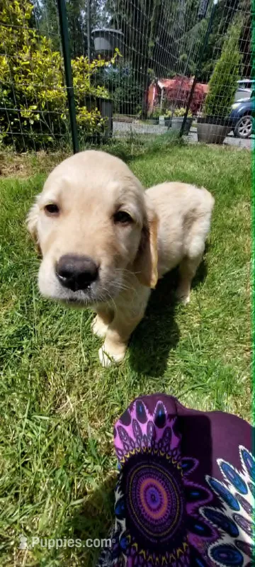 Zeus – Golden Retriever puppy for sale in Arlington, WA