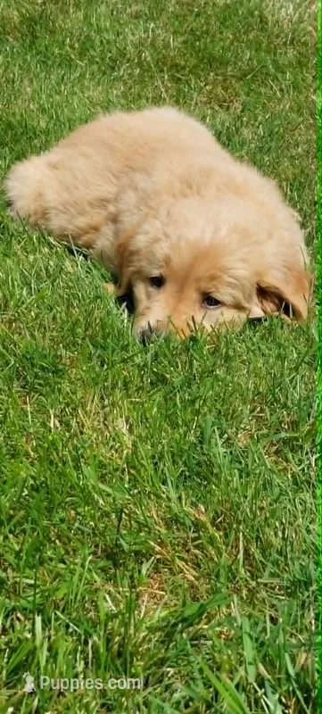 Duke – Golden Retriever puppy for sale in Arlington, WA