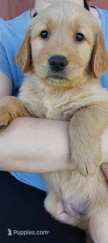 Zeus – Golden Retriever puppy for sale in Arlington, WA
