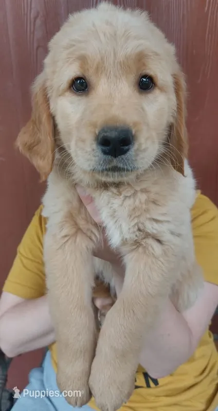 Hiccup – Golden Retriever puppy for sale in Arlington, WA