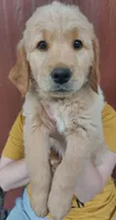 Hiccup, a male Golden Retriever for sale in Arlington, WA – 1 of 3
