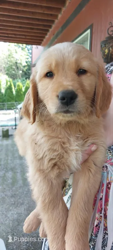 Prince – Golden Retriever puppy for sale in Arlington, WA