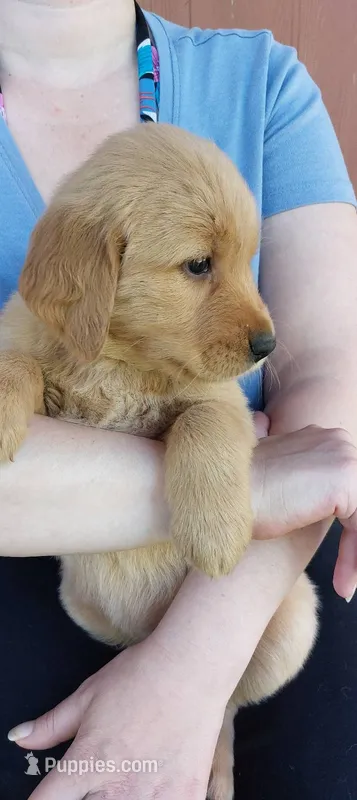 Candie – Golden Retriever puppy for sale in Arlington, WA