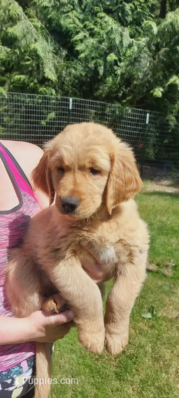 Pongo – Golden Retriever puppy for sale in Arlington, WA