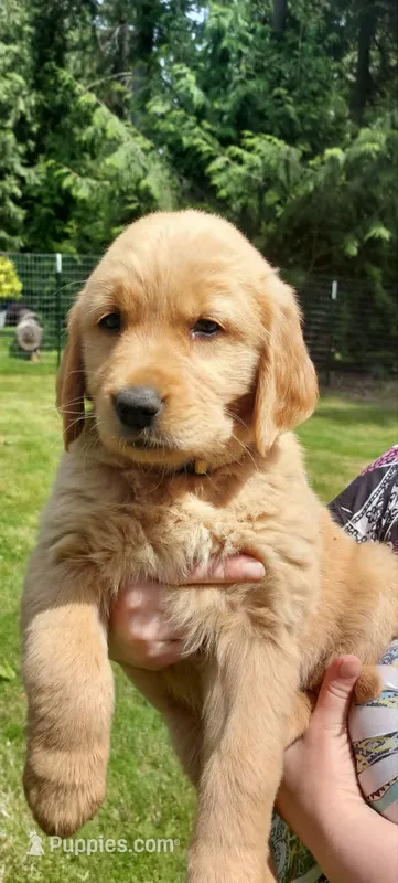 Candie – Golden Retriever puppy for sale in Arlington, WA