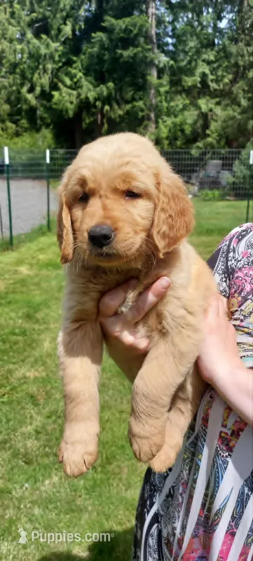 Pongo – Golden Retriever puppy for sale in Arlington, WA