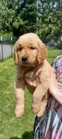 Pongo, a male Golden Retriever for sale in Arlington, WA – 2 of 4